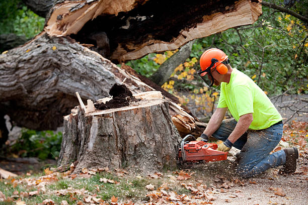 The Steps Involved in Our Tree Care Process in Pocono Woodland Lakes, PA